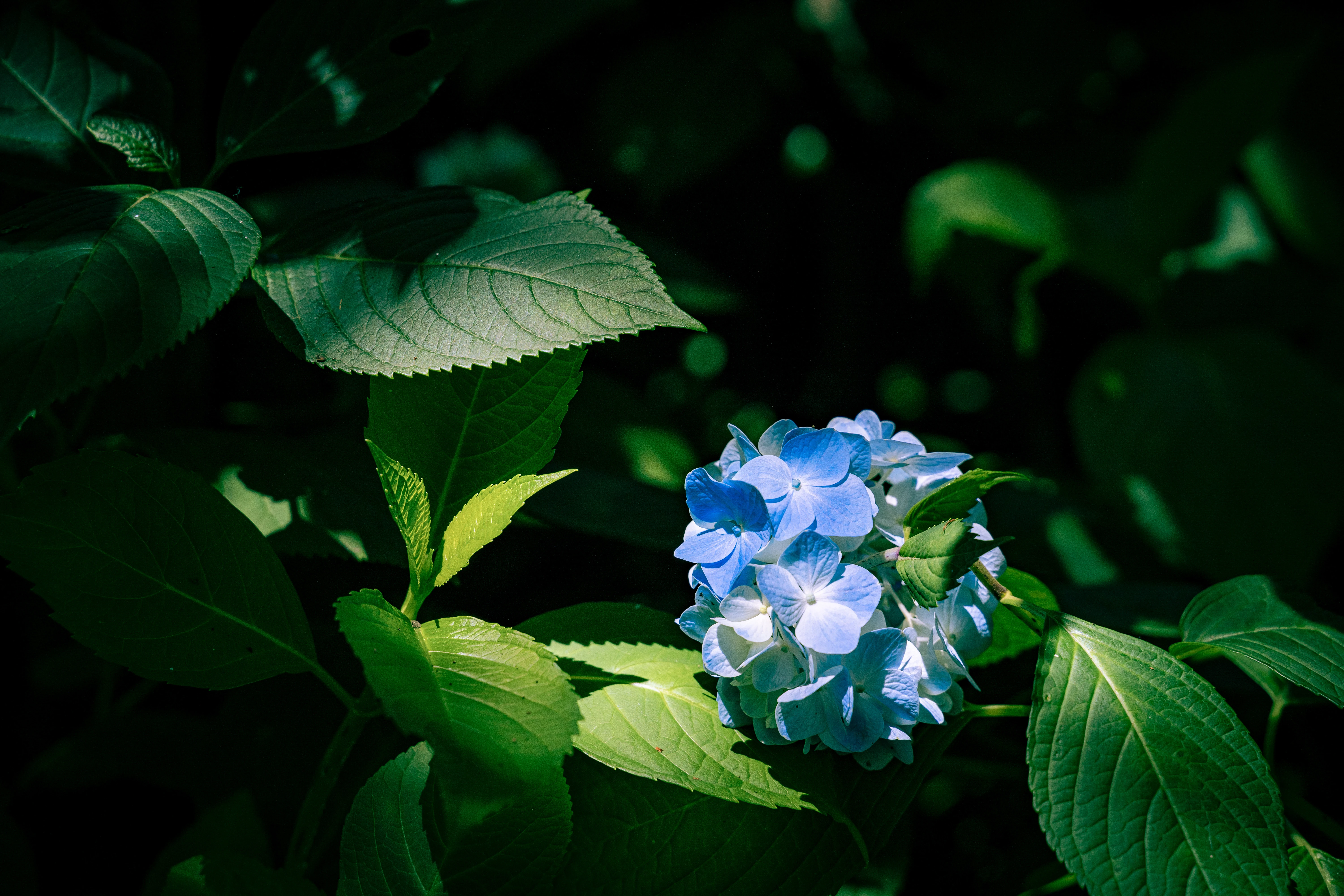 Illuminated Blue Hydrangea in a Tranquil Forest Shade